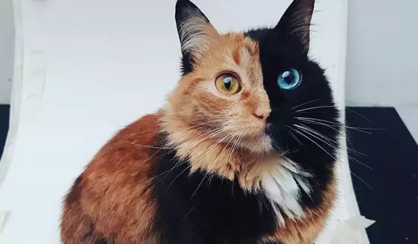 Това е най-красивата котка, която някога ще видите