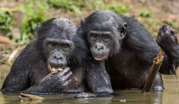 Шимпанзетата се предупреждават взаимно при опасност