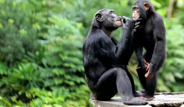 Истинската война на шимпанзетата в Танзания