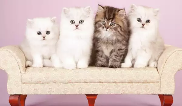 Кои са най-популярните породи котки в България