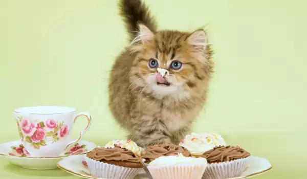 Котките ядат ли сладко