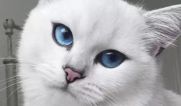 Прелест! Това са котките с най-красивите очи