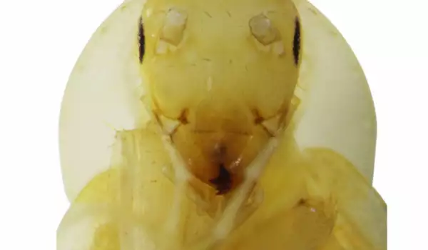 Откриха най-старата хлебарка в света! Прилича на пришълец