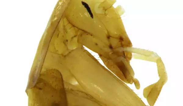 Откриха най-старата хлебарка в света! Прилича на пришълец