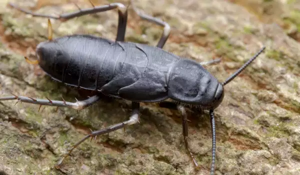 Хлебарките имат най-мощна захапка в животинското царство