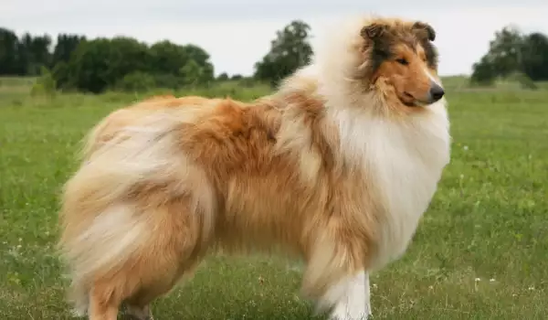 Куче от породата шотландска овчарка
