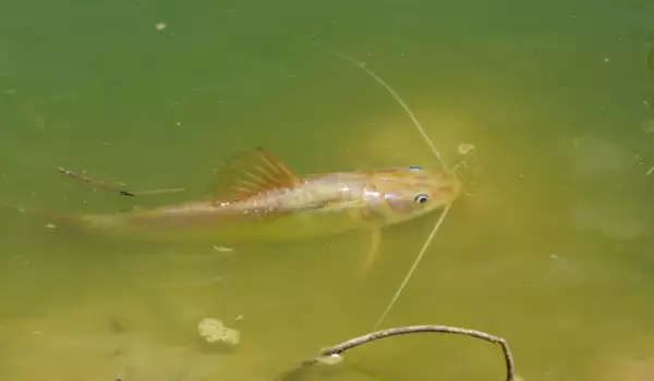 Еволюирали риби се научиха да живеят в силно замърсена вода