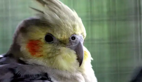 Характер и поведение на папагала Корела