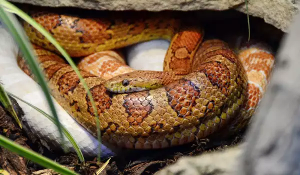 Какво трябва да знаете, преди да си вземете змия за домашен любимец