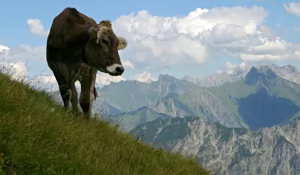 Швейцарска крава