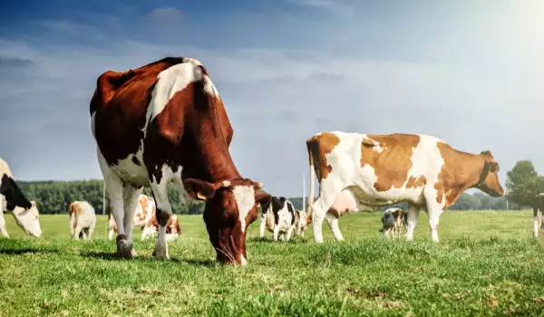 Бърза акция спаси живота на 11 крави и телета