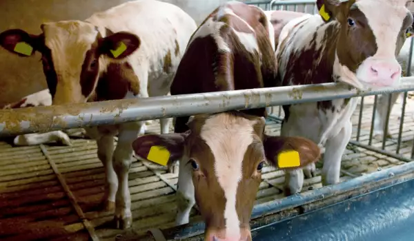Десетки крави в Ямболско са починали заради водата на река Тунджа