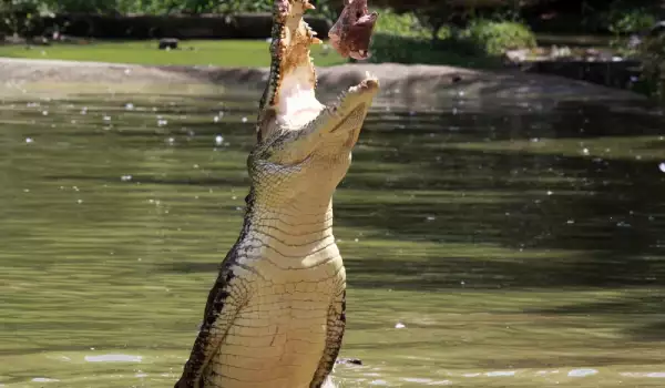 Крокодили