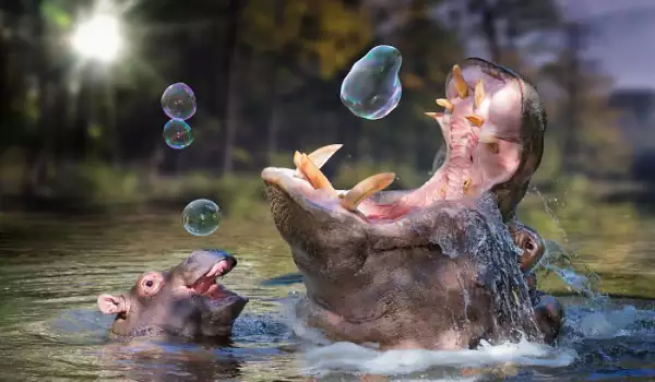 Снимки на бебета хипопотамчета, които ще разтопят сърцето ви