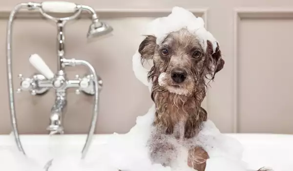 къпане на малко кученце