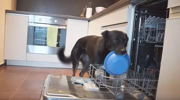 Куче стана сензация с домакинските си умения