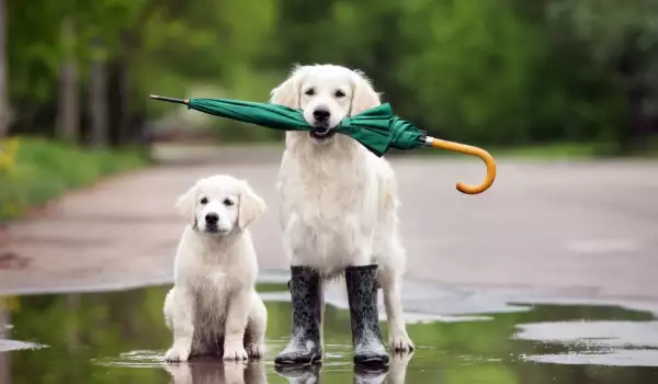 Как да научим кучето да се изхожда по-бързо в дъжда