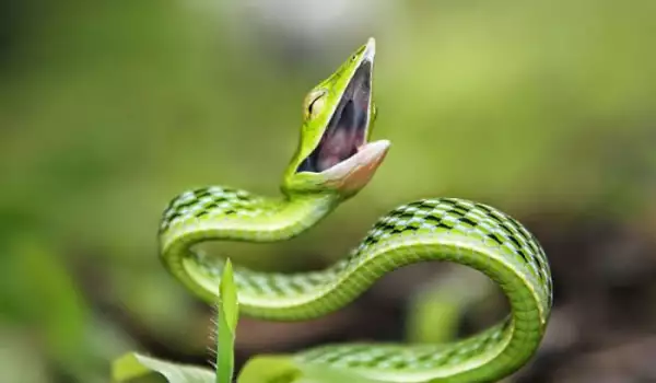 Тези снимки доказват, че змиите могат да са сладки същества