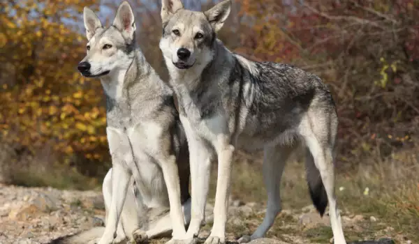 Породи кучета, приличащи на вълк