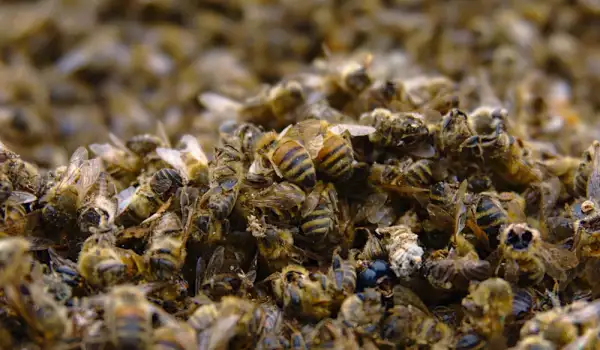 Заболявания по пчелите