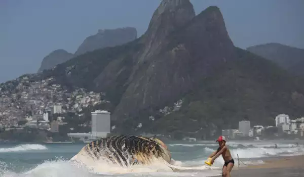 Мъртъв кит бе изхвърлен на оживен плаж в Рио де Жанейро