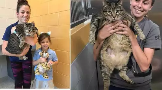 Дебело коте