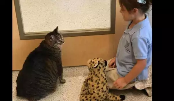 Дебело коте
