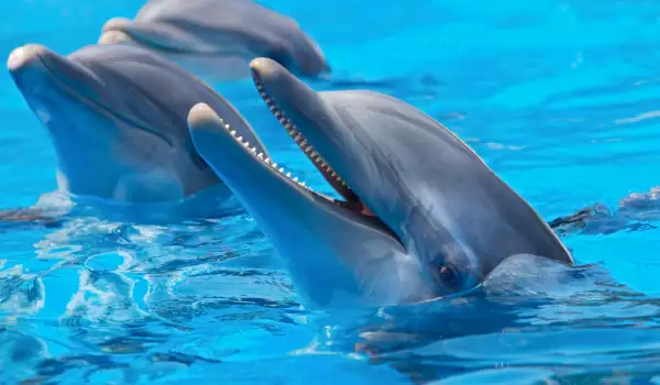 Кит научи езика на делфините, с които съжителства