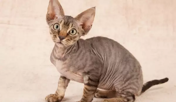 Породи котки с големи уши