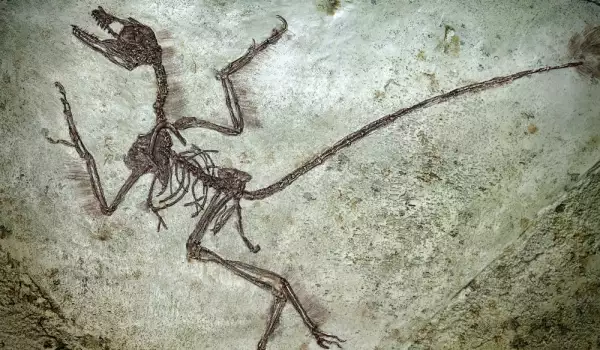 Динозаври в България – имало е и още как