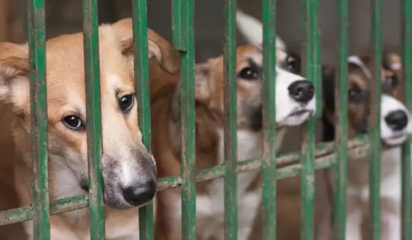 Броят на бездомните кучета в София е намалял