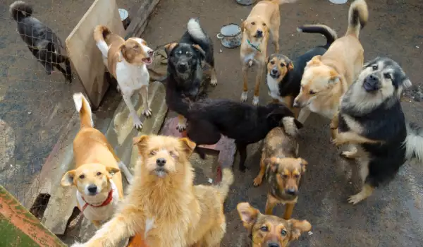 Семейство с 30 кучета вдигна на бунт хора от село Бръшлен