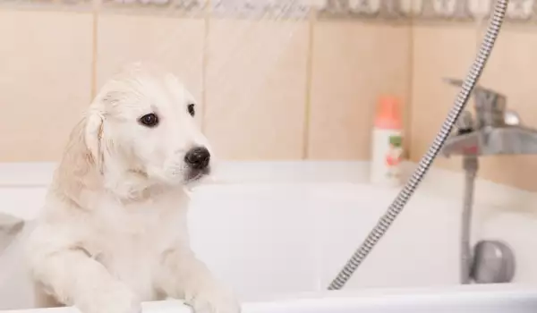 Защо кучето пие вода от тоалетната