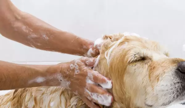 Къпане на куче