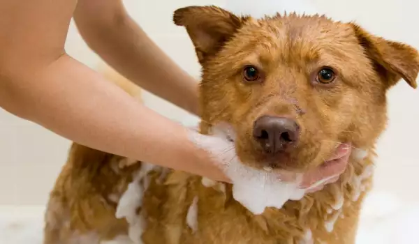 Къпане на кучето