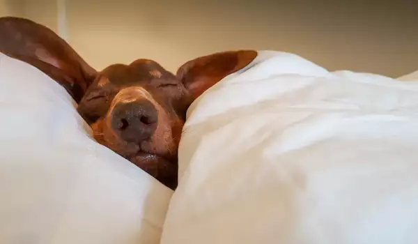 Как да научим кучето да спи на кучешко легло