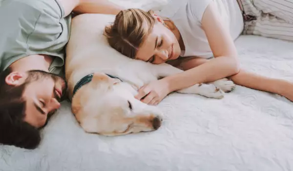 Кучетата обичат да спят в леглото на стопаните си