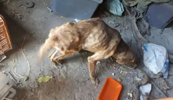 Холандско семейство спаси болно куче при почивката си в Гърция
