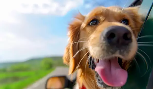 Какво трябва да знаем за пътуването с куче