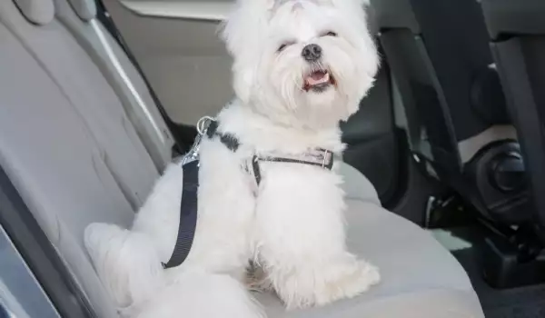 Безопасно с куче на път
