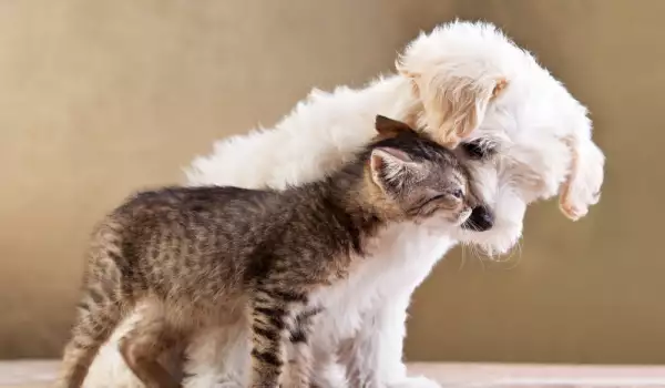 Мъжко куче се мисли за майка на котенце