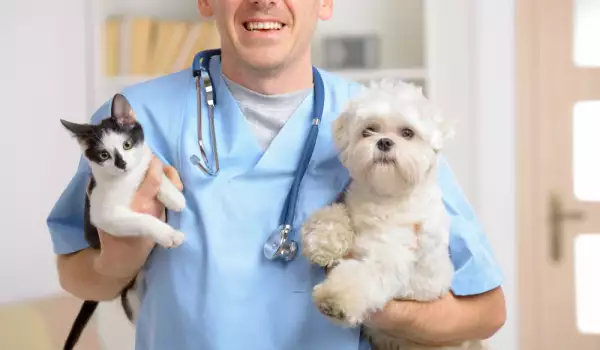 Лечение на ушни акари при котка и куче