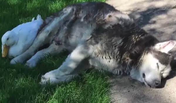 Пате спаси от куче от тежка скръб и му стана пръв приятел