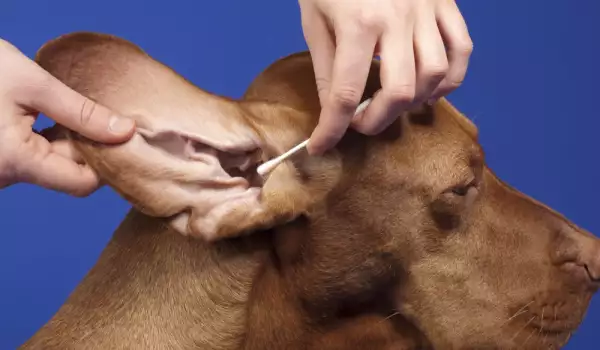 Ушни инфекции при кучетата