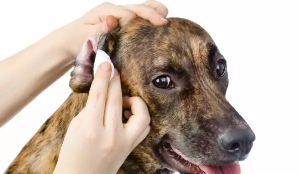 Защо кучето си чеше ушите?