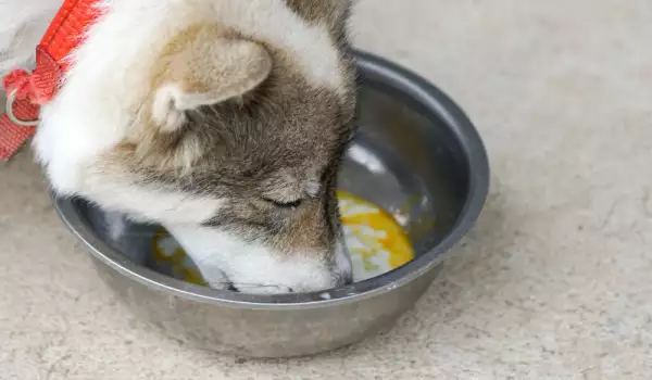 Разтворете мед във водата на кучето