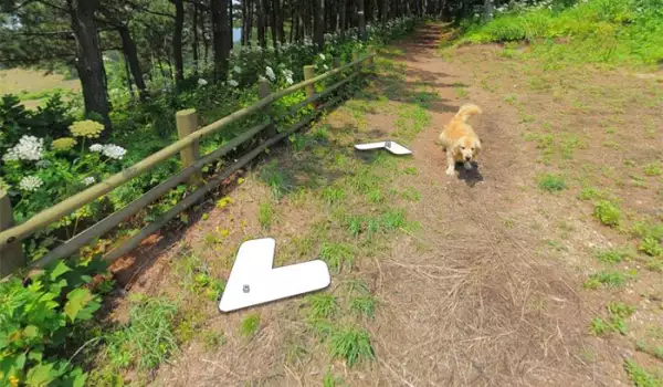 Куче направи фото бомба на Google Street View