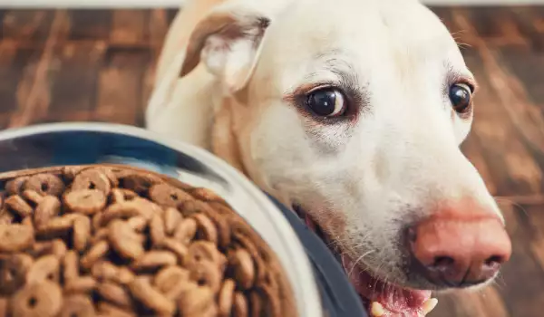 Суха храна за кучето - какво трябва да знаем