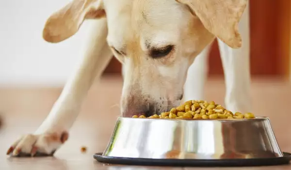 Пълноценното хранене е важно за всяко куче