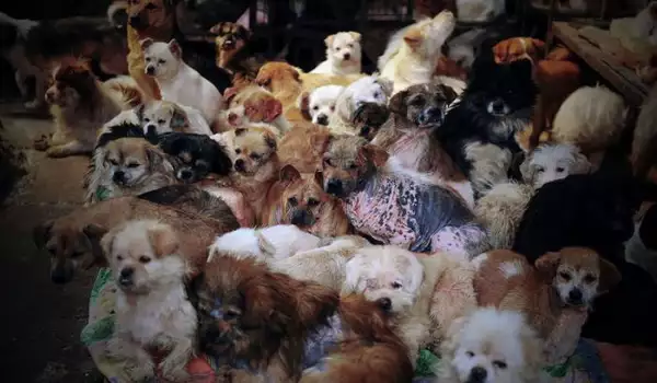 Най-после забраниха кучешкото месо на китайския фестивал Юлин